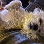 dog, white_dog, fluffy, sleeping, pet, fur, relaxed, closeup, indoor, cozy, lying_down, cute, animal, companion, resting, adorable, mammal, domestic_animal, portrait, canine