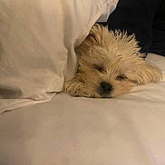 Mello joined the competition — help win amazing prizes! dog, sleeping, blanket, bed, cozy, fur, white, rest, pet, cute, indoors, relaxation, comfort, animal, snuggled, fur_texture, peaceful, nap, soft, companion