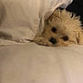 dog, puppy, blanket, bed, cozy, cute, fur, sleepy, pet, indoor, white, resting, comfort, snug, animal, small_dog, face, cute_pet, relaxed, closeup