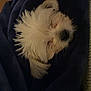 Mello is registered to the contest to win money with this photo: dog, small_dog, white_fur, sleeping, blanket, cozy, indoors, cute, fur, pet, nap, snuggled, resting, comfort, animal, wrapped, warm, soft, companion, relaxing