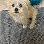 dog, small_dog, fluffy, white_dog, pet, bath_mat, gray_mat, indoor, floor_tile, toilet_paper, angel_soft, looking_up, cute, fur, animal, companion, domestic, waiting, expression, home