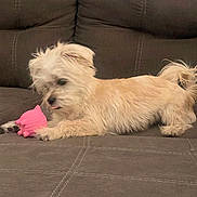 Mello joined the competition — help win amazing prizes! dog, small_dog, toy, pink_toy, couch, brown_couch, indoor, pet, fur, cute, playful, animal, relaxed, lying_down, tongue_out, furniture, home, companion, domestic_animal, scruffy