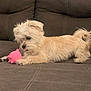 dog, small_dog, toy, pink_toy, couch, brown_couch, indoor, pet, fur, cute, playful, animal, relaxed, lying_down, tongue_out, furniture, home, companion, domestic_animal, scruffy