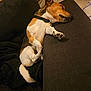 dog, sleeping, couch, indoor, pet, relaxed, brown, white, black_collar, tile_floor, blanket, paw, fur, resting, domestic_animal, canine, side_view, animal, cozy, nap