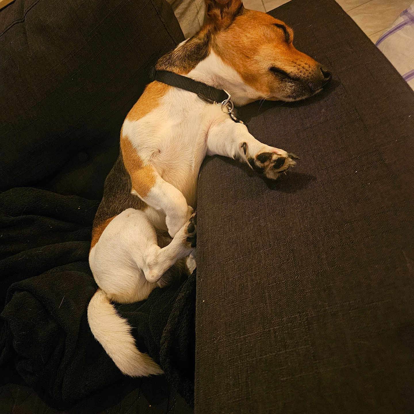 Rafi participe au concours pour gagner de l'argent avec cette photo : animal, black_collar, blanket, brown, canine, couch, cozy, dog, domestic_animal, fur, indoor, nap, paw, pet, relaxed, resting, side_view, sleeping, tile_floor, white
