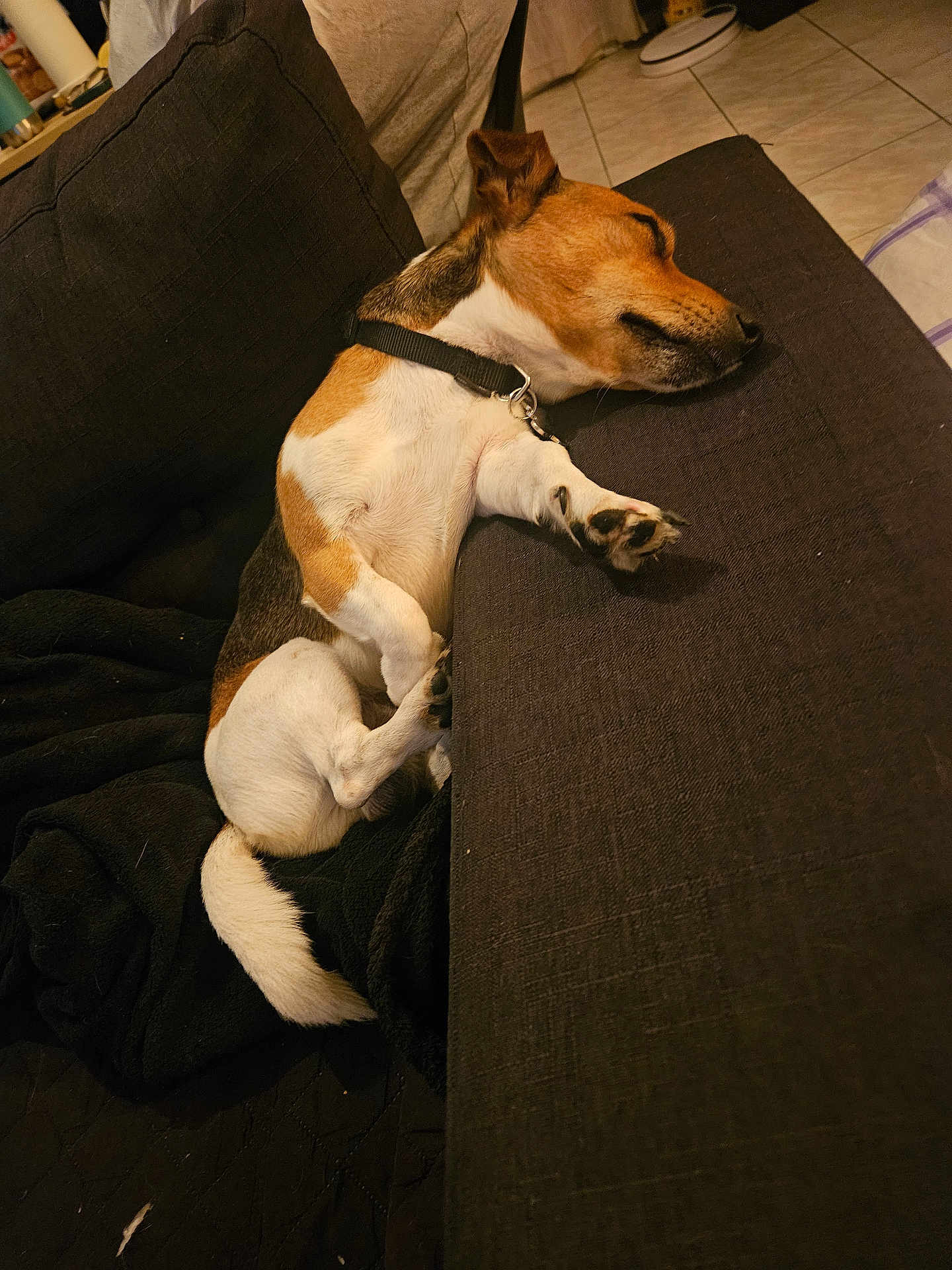 Rafi participe au concours pour gagner de l'argent avec cette photo : dog, sleeping, couch, indoor, pet, relaxed, brown, white, black_collar, tile_floor, blanket, paw, fur, resting, domestic_animal, canine, side_view, animal, cozy, nap