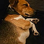 Rafi participe au concours pour gagner de l'argent avec cette photo : dog, sleeping, resting, brown, white, black, fur, paw, collar, closeup, indoor, blanket, relaxation, pet, animal, canine, cozy, comfort, quiet, peaceful