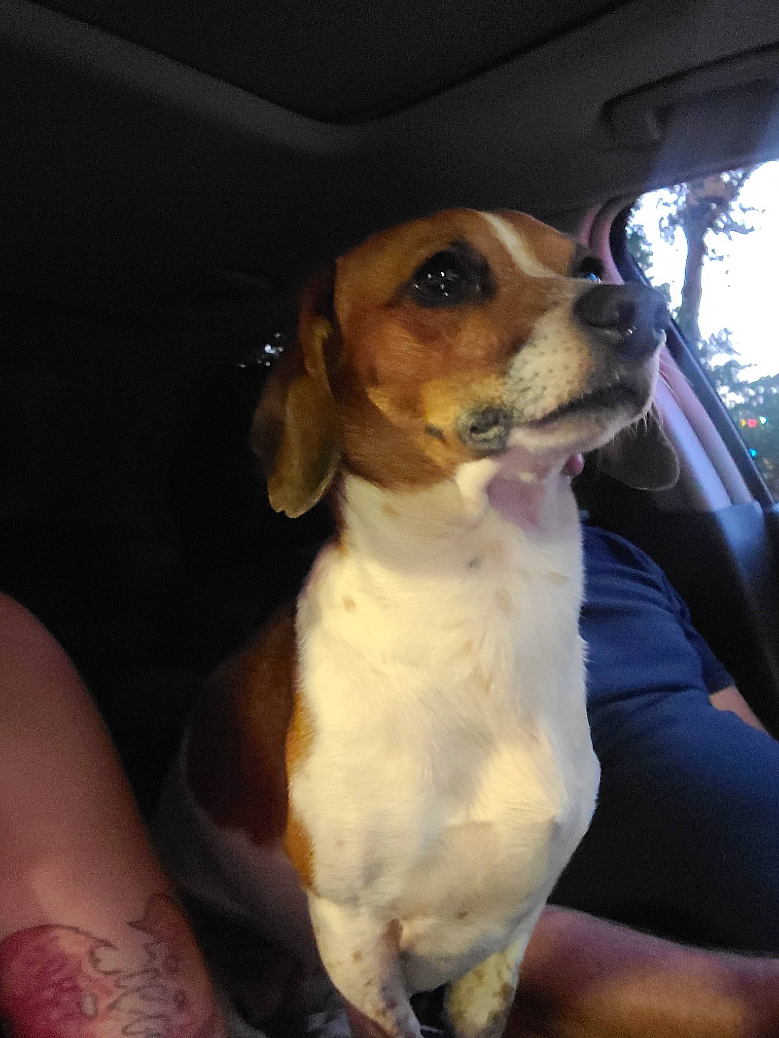 Pennylane is registered to the contest to win money with this photo: canidae, carnivore, collar, companion_dog, dog, dog_breed, dog_collar, elbow, fawn, fur, hunting_dog, non_sporting_group, paw, scent_hound, snout, sporting_group, tree, vehicle_door, whiskers, working_animal