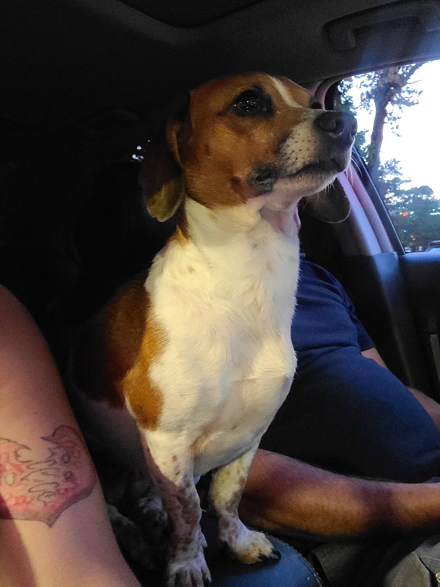 Pennylane joined the competition — help win amazing prizes! canidae, carnivore, chair, collar, companion_dog, dog, dog_breed, dog_collar, fawn, fur, hound, scent_hound, snout, sporting_group, vehicle, vehicle_door, whiskers, window, working_animal, working_dog