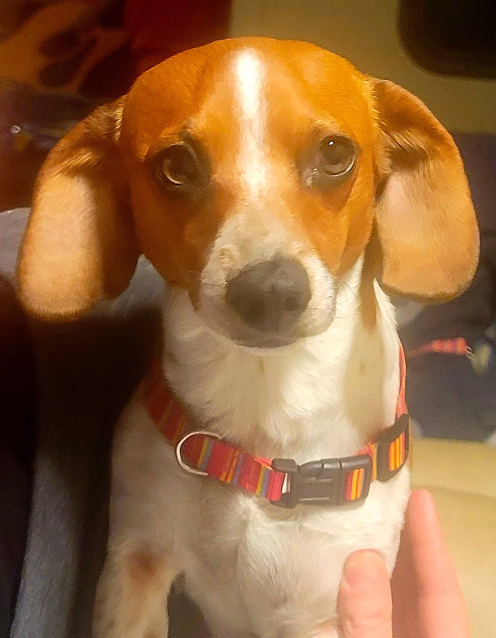 Pennylane is registered to the contest to win money with this photo: ancient_dog_breeds, beaglier, carnivore, collar, companion_dog, dog, dog_breed, dog_collar, fawn, hound, hunting_dog, snout, sporting_group, whiskers, working_animal