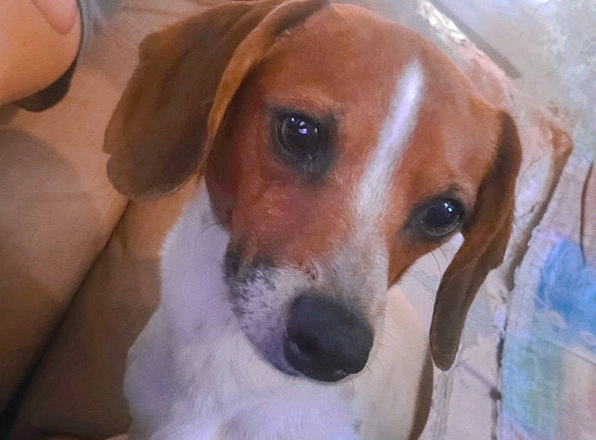 Pennylane is registered to the contest to win money with this photo: beaglier, canidae, carnivore, companion_dog, dog, dog_breed, fawn, fur, hat, hound, hunting_dog, snout, sporting_group, terrestrial_animal, whiskers, working_animal