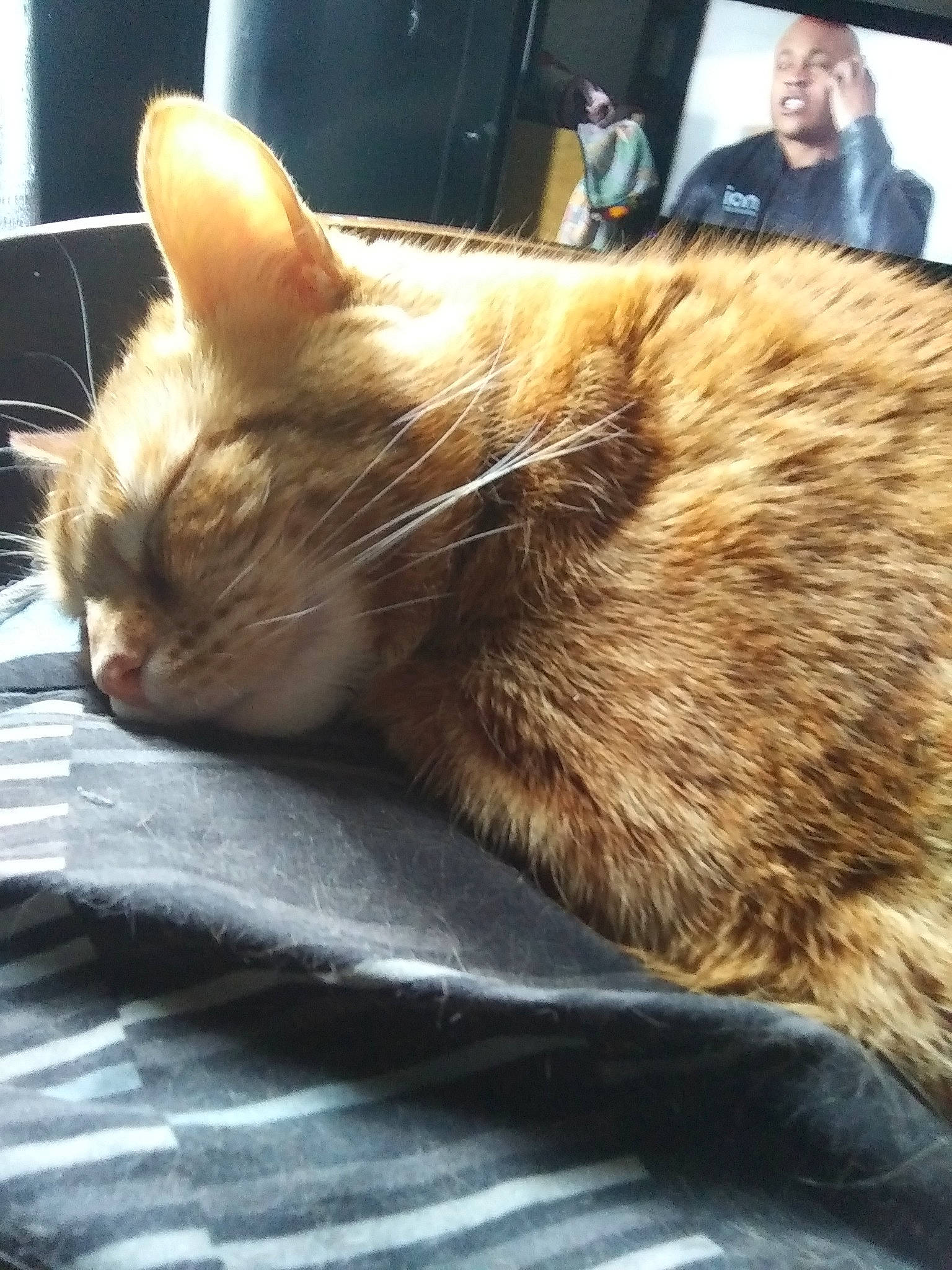 Geno joined the competition — help win amazing prizes! carnivore, cat, domestic_short_haired_cat, ear, european_shorthair, fawn, felidae, fur, kitten, mammal, nap, oriental_longhair, person, small_to_medium_sized_cats, snout, tabby_cat, tail, whiskers