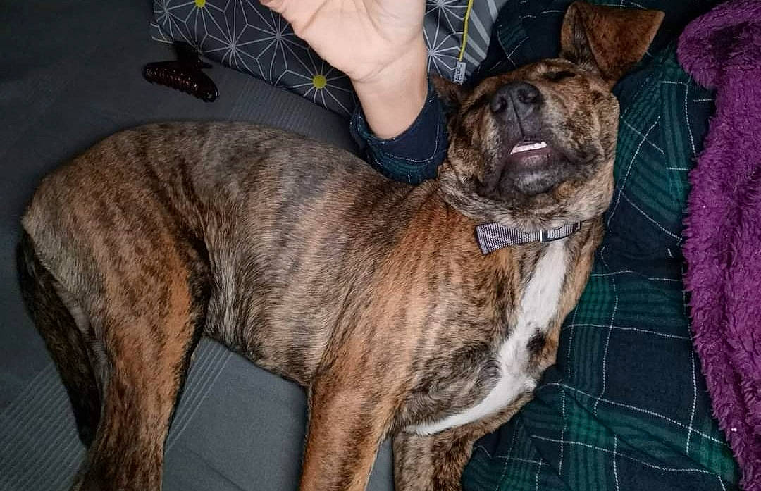 Nessy participe au concours pour gagner de l'argent avec cette photo : canidae, carnivore, collar, companion_dog, dog, dog_breed, dog_collar, fawn, fur, guard_dog, human_leg, liver, snout, sporting_group, tail, tartan, treeing_tennessee_brindle, working_animal, working_dog, wrinkle