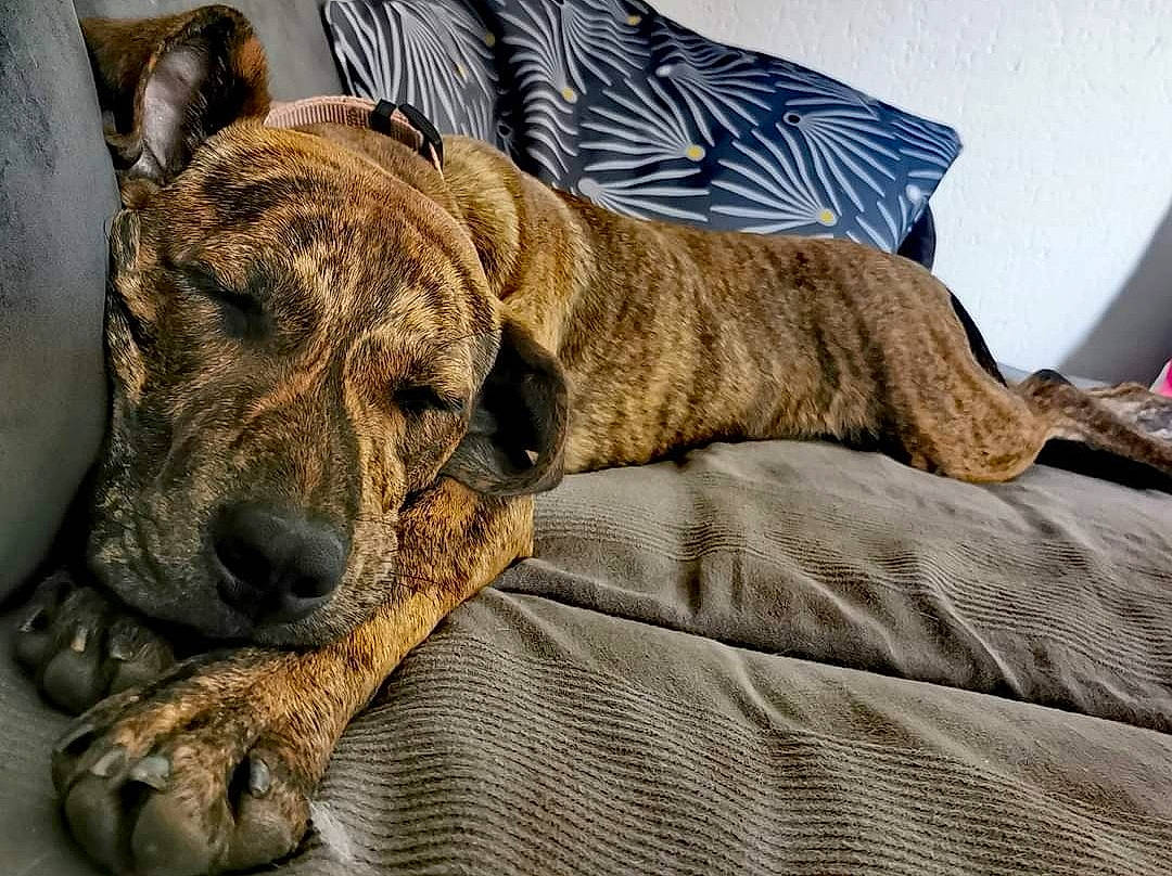 Nessy participe au concours pour gagner de l'argent avec cette photo : canidae, carnivore, collar, comfort, companion_dog, dog, dog_breed, dogo_sardesco, fawn, fur, guard_dog, linens, nap, paw, snout, sporting_group, terrestrial_animal, whiskers, wood, working_dog