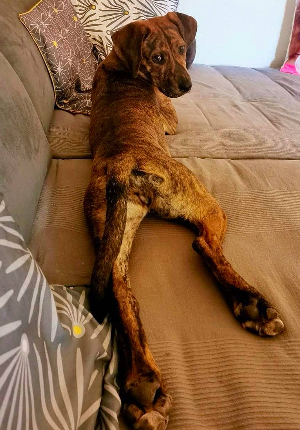 Nessy participe au concours pour gagner de l'argent avec cette photo : art, big_cats, comfort, companion_dog, couch, fawn, flooring, foot, fur, furniture, hardwood, human_leg, linens, liver, metal, room, tail, terrestrial_animal, window, wood