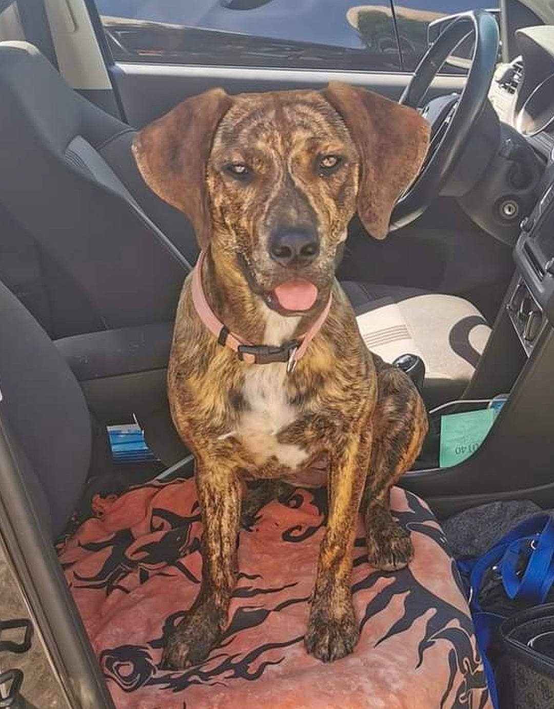 Nessy participe au concours pour gagner de l'argent avec cette photo : auto_part, canidae, car, car_seat, carnivore, collar, companion_dog, dog, dog_breed, dog_collar, fur, gun_dog, hat, liver, metal, motor_vehicle, snout, sporting_group, vehicle_door, working_animal