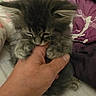 Mia joined the competition — help win amazing prizes! kitten, cat, pet, hand, bite, paw, furry, cute, playing, bed, blanket, indoor, animal, domestic, young, gray, feline, cozy, claws, cuddle