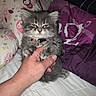 Mia joined the competition — help win amazing prizes! kitten, cat, gray_fur, fluffy, pet, hand, bed, pillow, human, indoor, cute, animal, collar, resting, cozy, feline, small, young, domestic, sleepy
