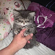 Mia joined the competition — help win amazing prizes! kitten, cat, hand, bed, blanket, pillow, owl_pattern, fur, sleepy, pet, cute, indoor, cozy, animal, small, domestic, resting, feline, soft, young