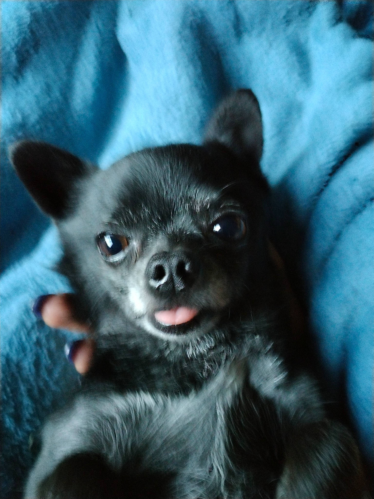 Felix joined the competition — help win amazing prizes! canidae, carnivore, companion_dog, darkness, dog, dog_breed, electric_blue, fur, non_sporting_group, paw, snout, terrestrial_animal, toy_dog, whiskers, working_animal