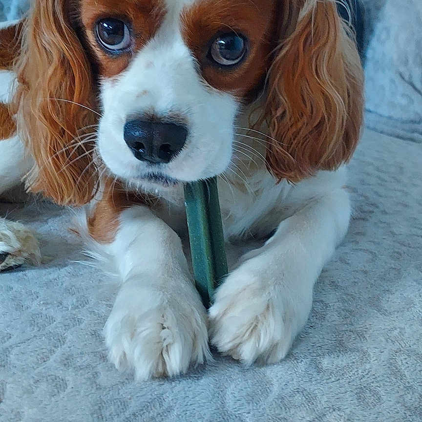 Twister a rejoint le concours — aidez-le/la à gagner de superbes lots ! animal, blanket, brown_and_white, canine, cavalier_king_charles_spaniel, chewing, close_up, companion, cute, dog, domestic_animal, ears, fur, indoor, lying_down, nose, paws, pet, relaxed, toy