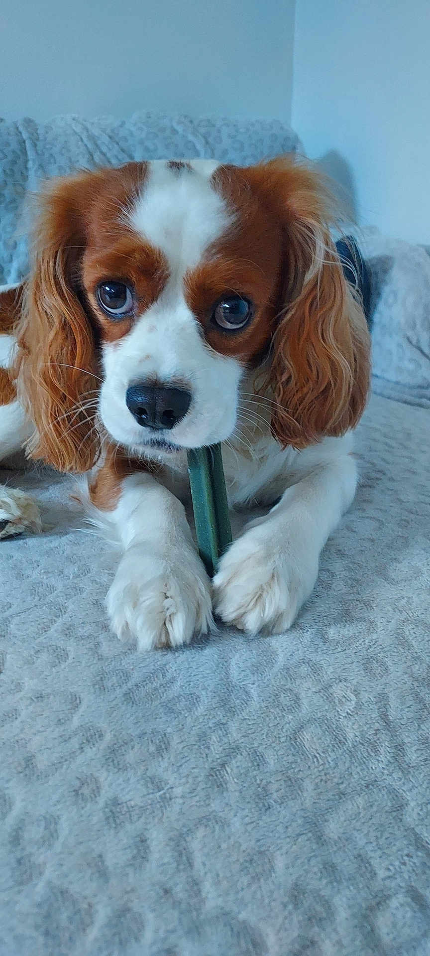 Twister a rejoint le concours — aidez-le/la à gagner de superbes lots ! dog, cavalier_king_charles_spaniel, pet, chewing, toy, blanket, indoor, close_up, cute, animal, fur, ears, paws, nose, lying_down, brown_and_white, companion, domestic_animal, canine, relaxed