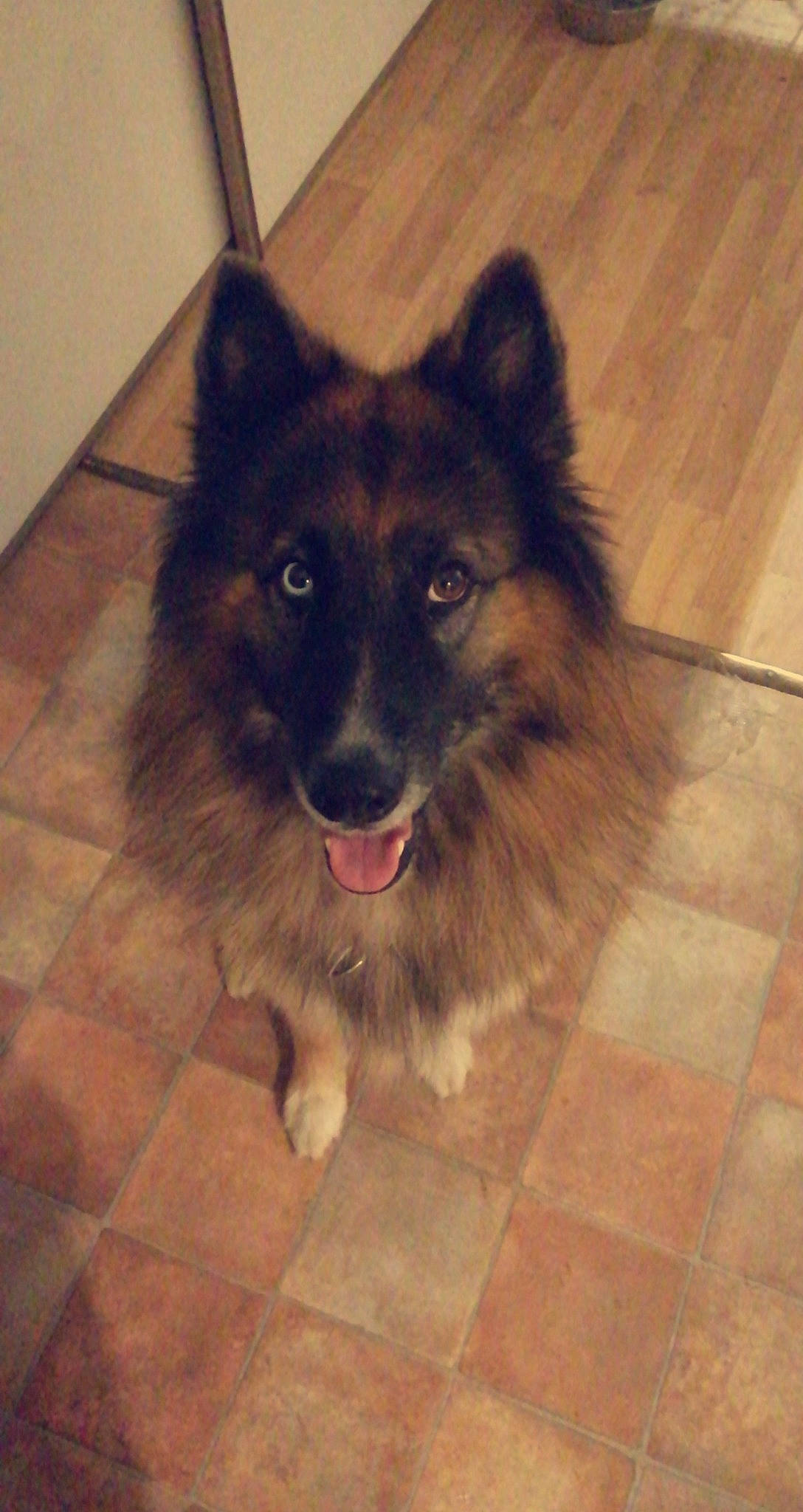 Alaska a rejoint le concours — aidez-le/la à gagner de superbes lots ! carnivore, companion_dog, dog, dog_breed, east_european_shepherd, floor, flooring, fur, giant_dog_breed, hardwood, king_shepherd, old_german_shepherd_dog, road_surface, snout, sporting_group, square, tile_flooring, wood, working_animal, working_dog