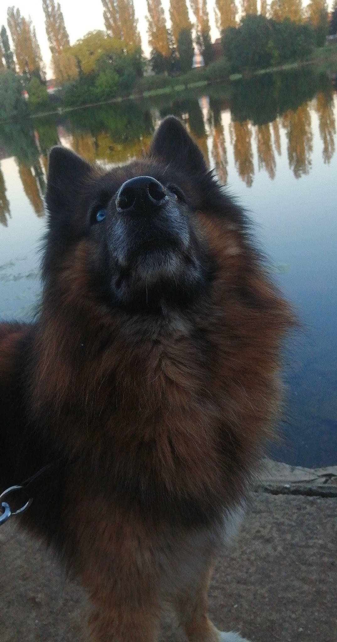 Alaska a rejoint le concours — aidez-le/la à gagner de superbes lots ! ancient_dog_breeds, canidae, canis, carnivore, companion_dog, dog, dog_breed, fur, german_spitz, german_spitz_mittel, herding_dog, lake, non_sporting_group, reflection, spitz, sporting_group, terrestrial_animal, water, working_animal, working_dog