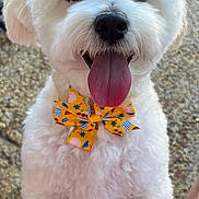 Lily is registered to the contest to win money with this photo: dog, white_dog, bow_tie, happy, tongue_out, fluffy, pet, close_up, outdoor, summer, cute, animal, portrait, friendly, playful, small_dog, fur, black_nose, paw, excited