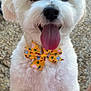 dog, white_dog, bow_tie, happy, tongue_out, fluffy, pet, close_up, outdoor, summer, cute, animal, portrait, friendly, playful, small_dog, fur, black_nose, paw, excited