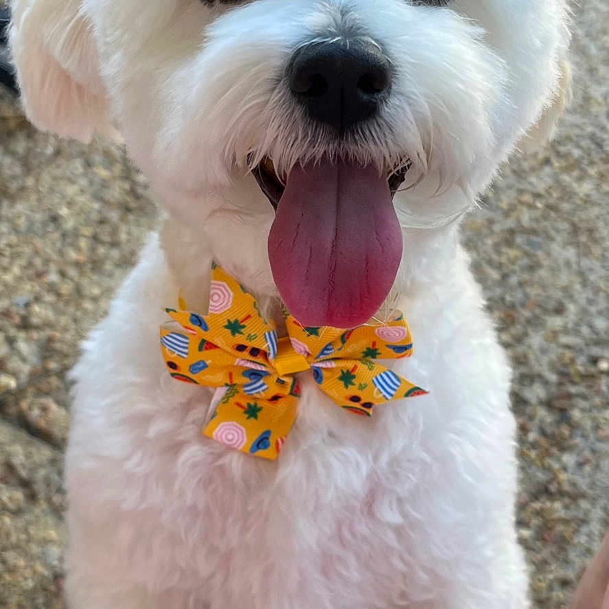 Lily is registered to the contest to win money with this photo: animal, black_nose, bow_tie, close_up, cute, dog, excited, fluffy, friendly, fur, happy, outdoor, paw, pet, playful, portrait, small_dog, summer, tongue_out, white_dog