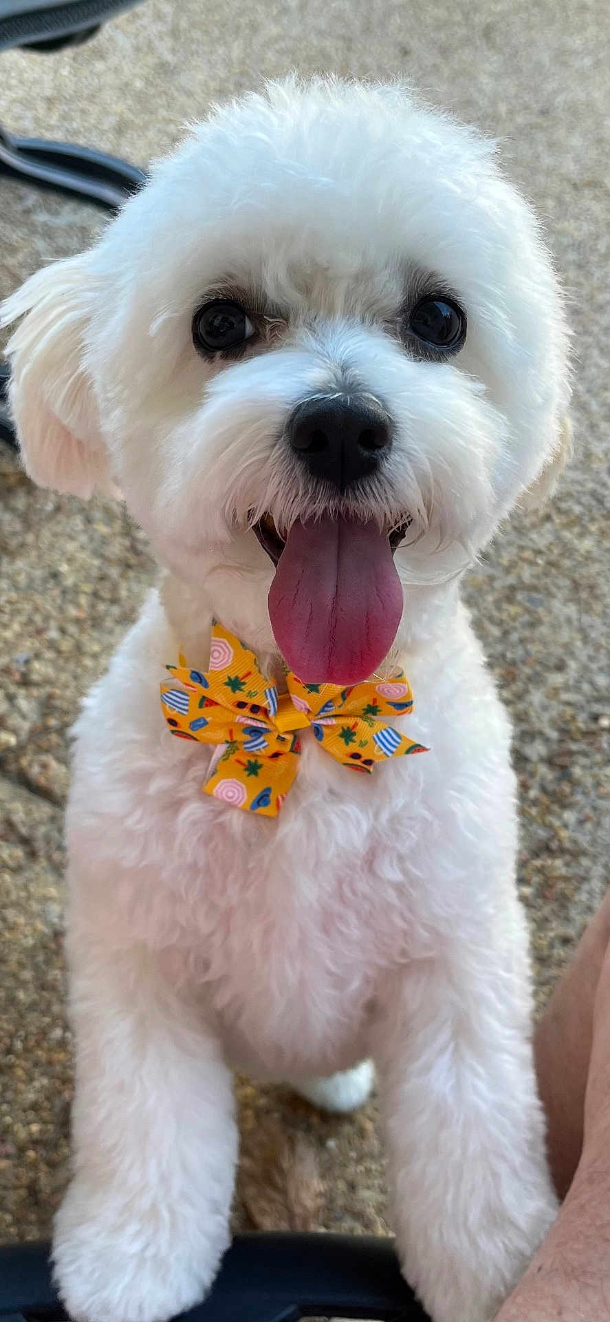 Lily is registered to the contest to win money with this photo: dog, white_dog, bow_tie, happy, tongue_out, fluffy, pet, close_up, outdoor, summer, cute, animal, portrait, friendly, playful, small_dog, fur, black_nose, paw, excited