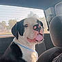 dog, black_and_white, leash, car_interior, backseat, window, sunlight, happy, tongue_out, pet, canine, seated, collar, daytime, animal, transportation, vehicle, domestic_animal, looking_back, cute