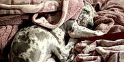 Fancy joined the competition — help win amazing prizes! dog, sleeping, blanket, bed, cozy, indoor, patterned_blanket, resting, spotted_dog, fur, comfort, relaxation, canine, nap, domestic_animal, pink, soft_texture, peaceful, quiet, curled_up