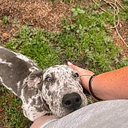 Fancy is registered to the contest to win money with this photo: dog, pet, outdoor, grass, person, hand, animal, cute, friendly, spotted, canine, nature, affection, love, companion, brown, gray, white, snout, fur