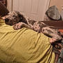 Fancy is registered to the contest to win money with this photo: puppy, dog, sleeping, resting, person, yellow_shirt, couch, indoor, relaxation, spotted, pet, domestic_animal, brown, white, fur, casual, comfort, nap, home, leisure