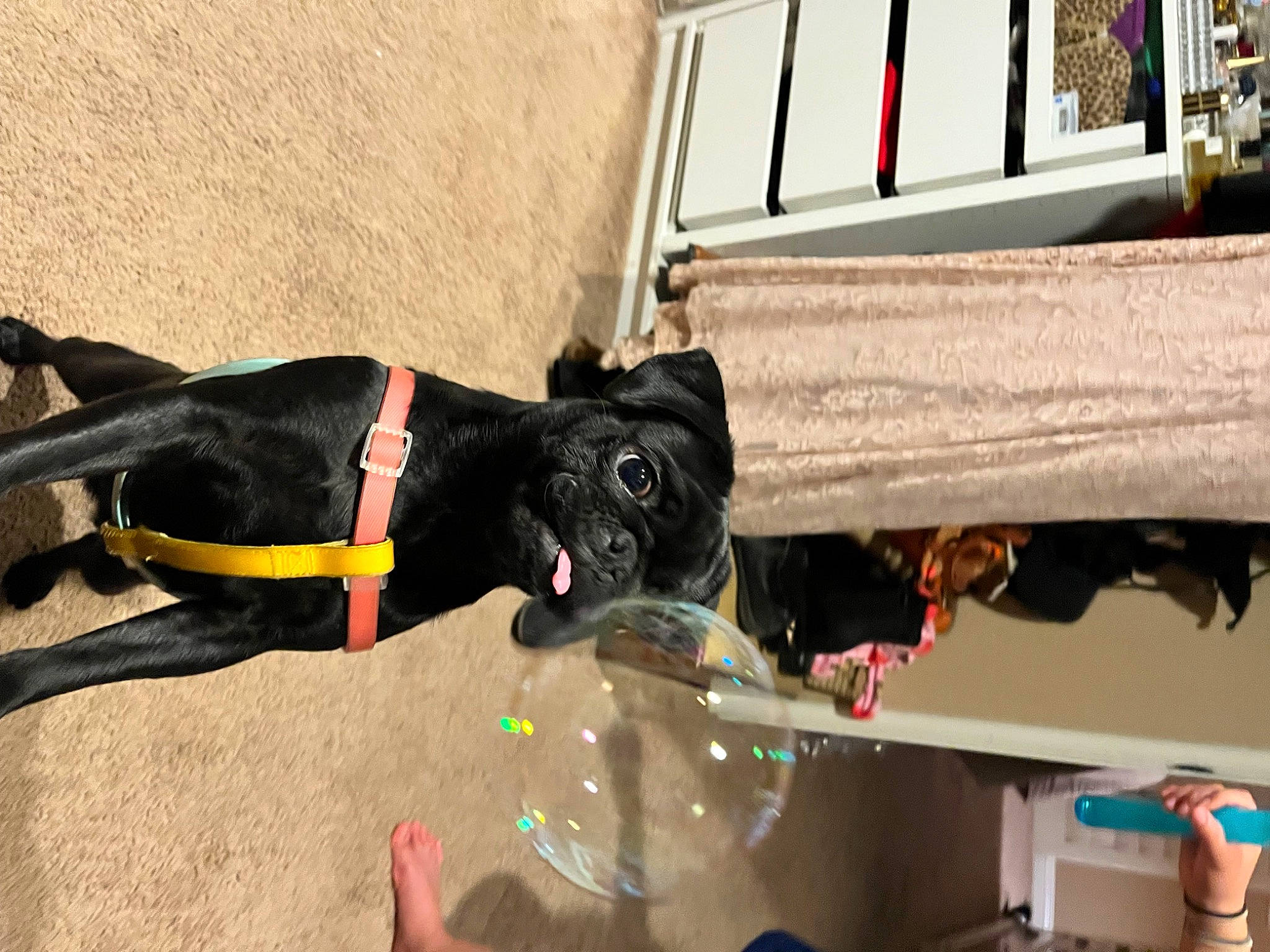 Kiwi joined the competition — help win amazing prizes! canidae, carnivore, collar, companion_dog, dog, dog_breed, dog_collar, dog_supply, electrical_wiring, fashion_accessory, fawn, fur, guard_dog, leash, personal_protective_equipment, pet_supply, snout, sporting_group, tail, working_animal