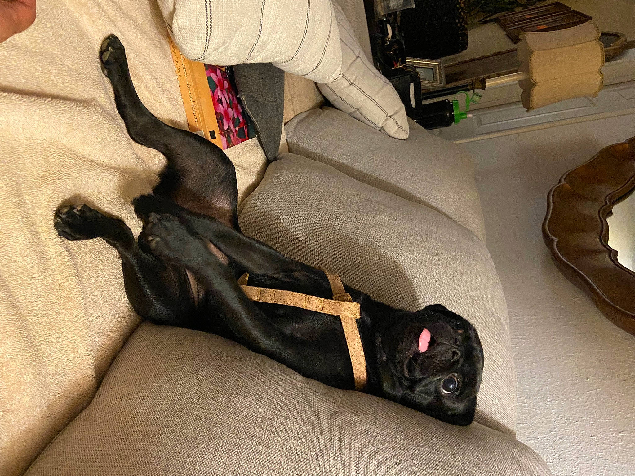 Kiwi joined the competition — help win amazing prizes! audio_equipment, auto_part, automotive_design, bag, bumper, cable, car_seat, carmine, comfort, everyday_carry, fashion_accessory, gadget, leather, luggage_and_bags, musical_instrument, personal_protective_equipment, strap, tool