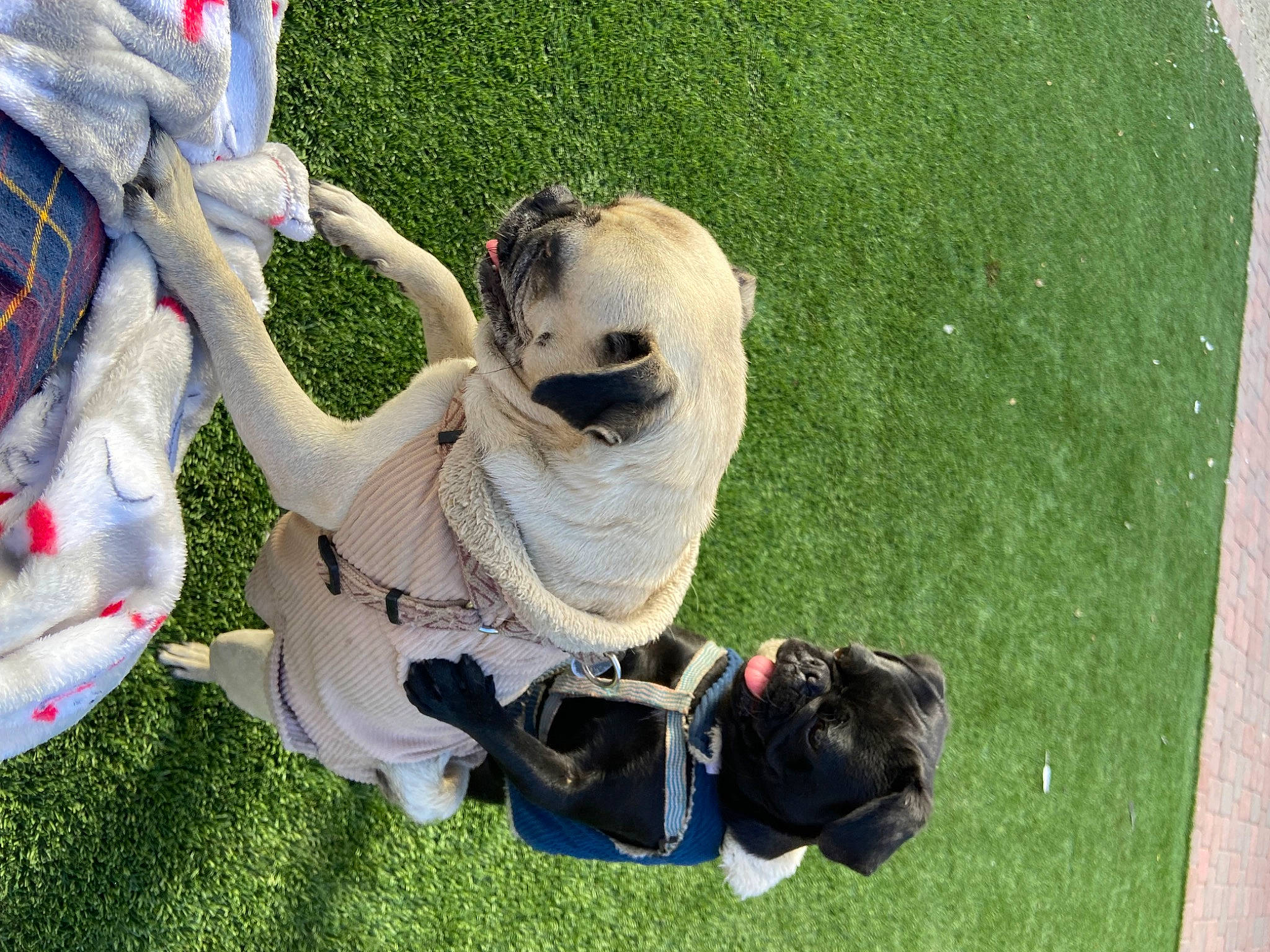 Daisy is registered to the contest to win money with this photo: artificial_turf, companion_dog, dog, dog_breed, fictional_character, fun, gesture, grass, grassland, happy, hat, lawn, leisure, mascot, personal_protective_equipment, plant, recreation, sporting_group, tail, toy