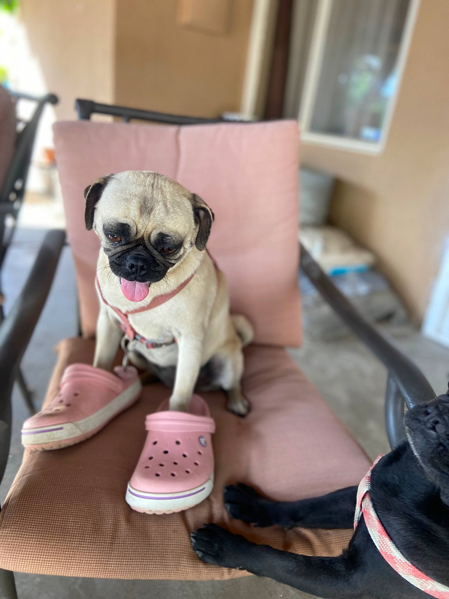 Daisy is registered to the contest to win money with this photo: canidae, carnivore, collar, comfort, companion_dog, dog, dog_breed, dog_supply, eyewear, fawn, mammal, picture_frame, pug, snout, sporting_group, tail, toy, toy_dog, working_animal, wrinkle