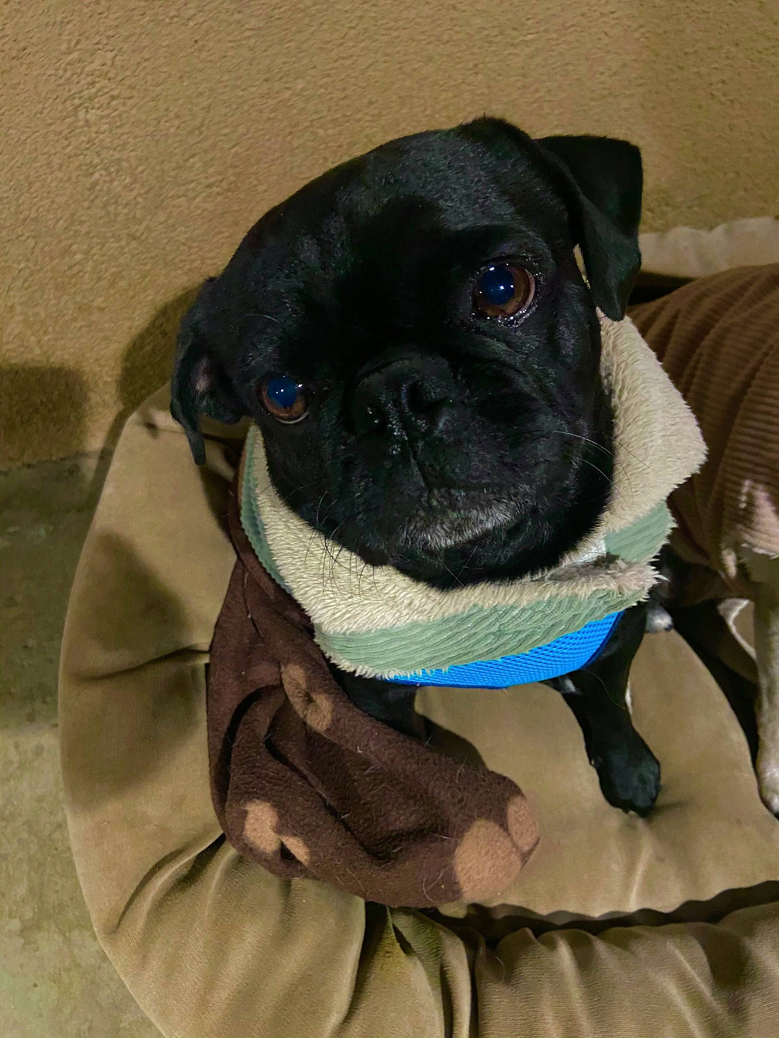 Macho joined the competition — help win amazing prizes! canidae, carnivore, collar, companion_dog, dog, dog_breed, dog_supply, electric_blue, fawn, non_sporting_group, pet_supply, pug, snout, sporting_group, toy_dog, whiskers, working_animal, wrinkle