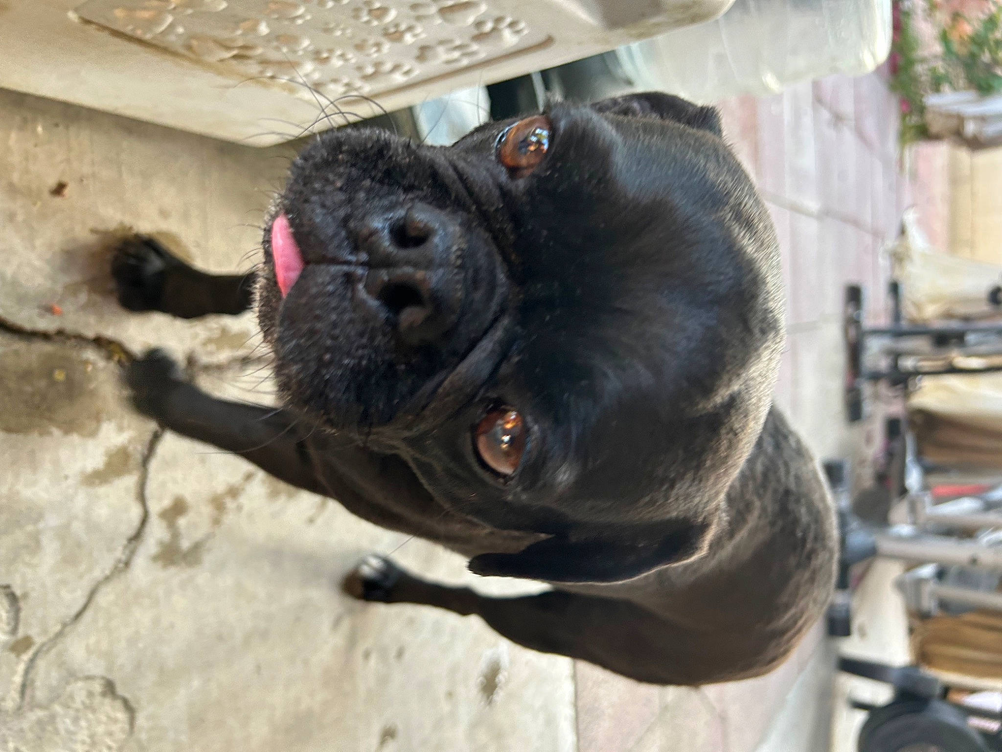 Macho is registered to the contest to win money with this photo: canidae, carnivore, collar, companion_dog, dog, dog_breed, dog_collar, fawn, guard_dog, liver, non_sporting_group, paw, snout, sporting_group, tail, terrestrial_animal, whiskers, working_animal, working_dog, wrinkle