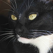 Adora a rejoint le concours — aidez-le/la à gagner de superbes lots !