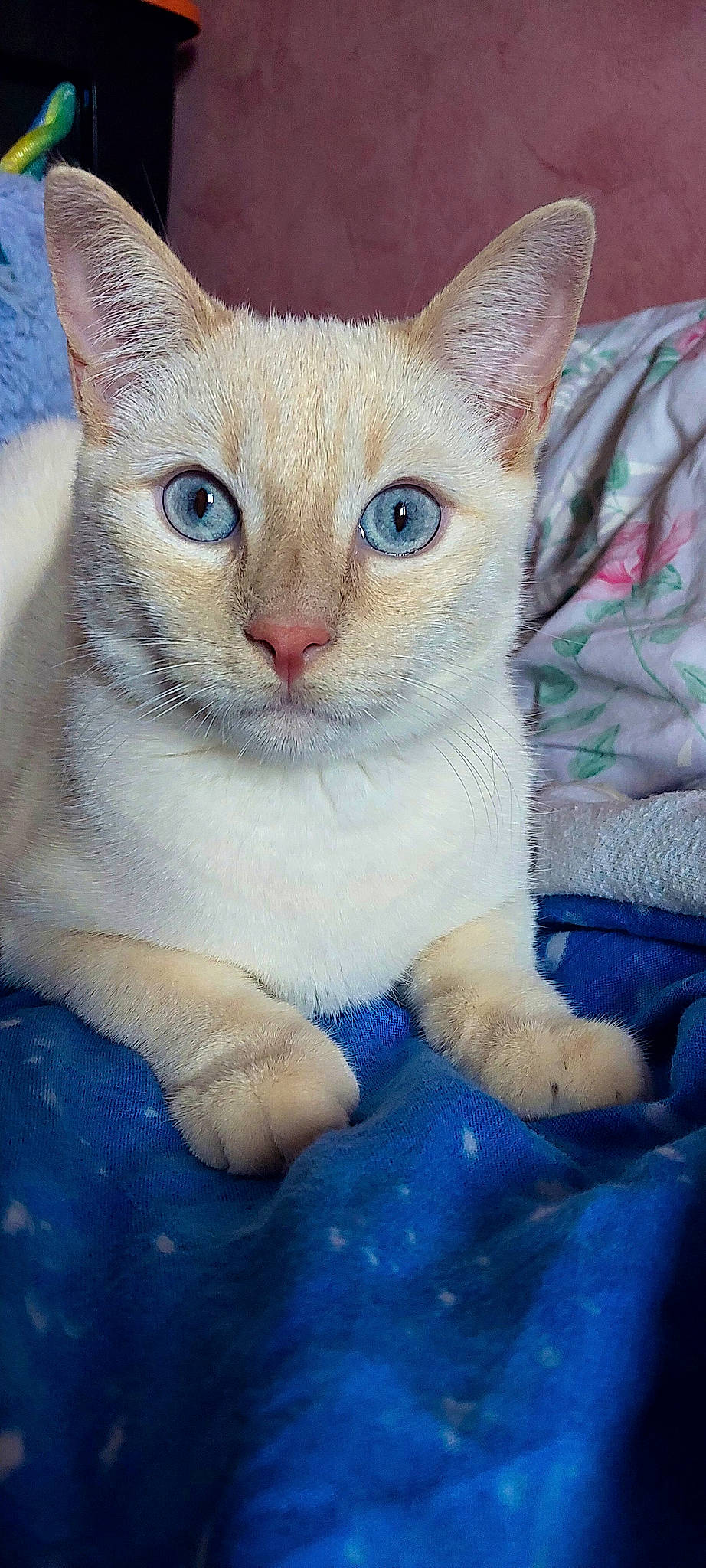 Sky a rejoint le concours — aidez-le/la à gagner de superbes lots ! blue, carnivore, cat, domestic_short_haired_cat, electric_blue, eye, fawn, felidae, fur, paw, pet_supply, small_to_medium_sized_cats, snout, tail, terrestrial_animal, whiskers