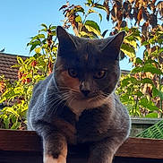 Idk joined the competition — help win amazing prizes! animal, cat, daylight, domestic_animal, ears, feline, fur, garden, house_roof, leafy_plants, mammal, nature, outdoor, paws, pet, portrait, relaxed, sky, whiskers, wooden_surface