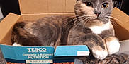 Idk joined the competition — help win amazing prizes! animal, box, cardboard_box, cat, close_up, container, cute, domestic_animal, feline, fur, indoor, kitchen_counter, packaging, paws, pet, portrait, relaxed, resting, tabby_cat, whiskers