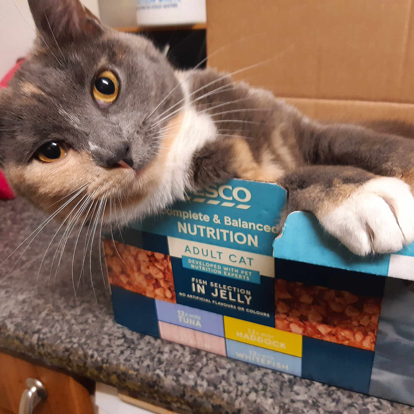 Idk is registered to the contest to win money with this photo: amber_eyes, animal, box, cardboard, cat, claw, closeup, countertop, curious, domestic_cat, feline, food, granite, indoor, kitchen, paws, pet, playful, resting, wooden_cabinet