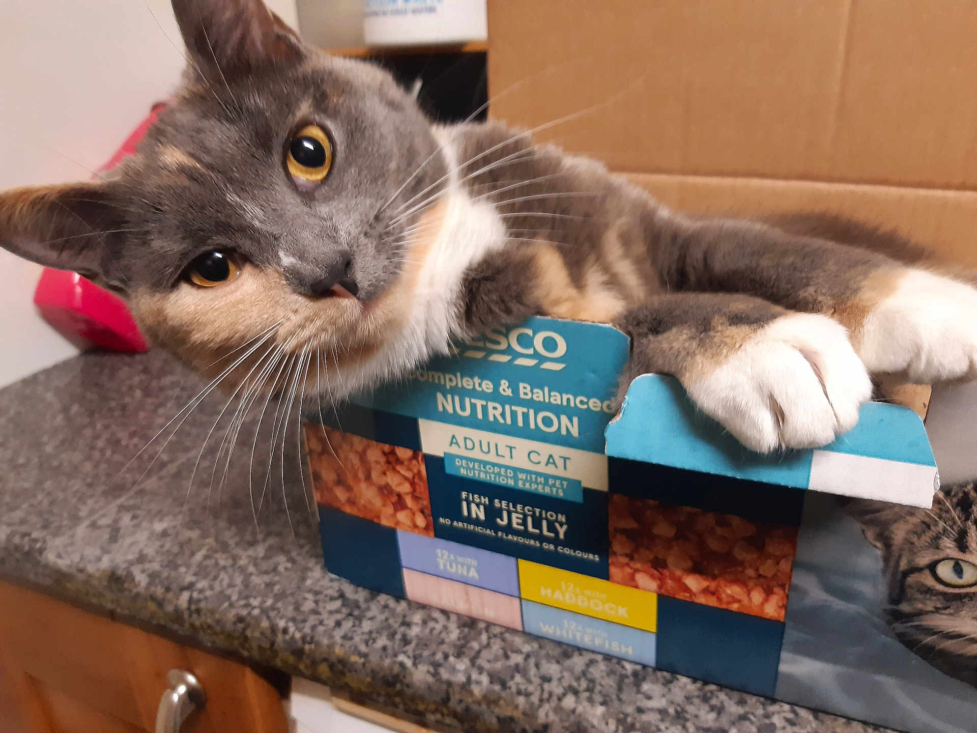Idk is registered to the contest to win money with this photo: amber_eyes, animal, box, cardboard, cat, claw, closeup, countertop, curious, domestic_cat, feline, food, granite, indoor, kitchen, paws, pet, playful, resting, wooden_cabinet