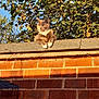 Idk is registered to the contest to win money with this photo: animal, brick_wall, cat, daylight, ears, feline, fur, green_leaves, mammal, nature, outdoor, paws, pet, quiet, resting, serene, sky, sunlight, tree, whiskers
