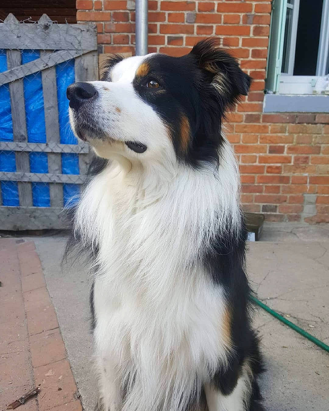 Looping a rejoint le concours — aidez-le/la à gagner de superbes lots ! brick, brickwork, canidae, carnivore, collar, companion_dog, dog, dog_breed, dog_supply, door, fur, herding_dog, plant, snout, sporting_group, terrestrial_animal, whiskers, window, working_animal, working_dog